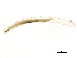  (Proclinopyga sp. 1 - BIOUG00649-C12)  @11 [ ] CreativeCommons - Attribution (2012) CBG Photography Group Centre for Biodiversity Genomics