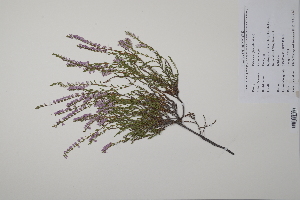  ( - CP0011392)  @11 [ ] CreativeCommons  Attribution Non-Commercial No Derivatives (2022) Herbarium C Natural History Museum of Denmark