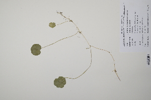 ( - CP0011405)  @11 [ ] CreativeCommons  Attribution Non-Commercial No Derivatives (2022) Herbarium C Natural History Museum of Denmark