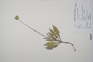  ( - CP0011425)  @11 [ ] CreativeCommons  Attribution Non-Commercial No Derivatives (2022) Herbarium C Natural History Museum of Denmark