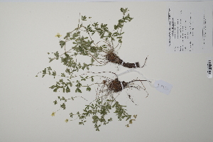  (Potentilla erecta - CP0011442)  @11 [ ] CreativeCommons  Attribution Non-Commercial No Derivatives (2022) Herbarium C Natural History Museum of Denmark