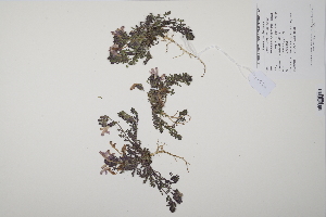  (Pedicularis sylvatica - CP0011452)  @11 [ ] CreativeCommons  Attribution Non-Commercial No Derivatives (2022) Herbarium C Natural History Museum of Denmark