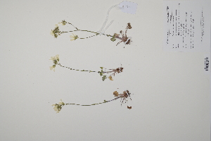  (Saxifraga granulata - CP0011467)  @11 [ ] CreativeCommons  Attribution Non-Commercial No Derivatives (2022) Herbarium C Natural History Museum of Denmark