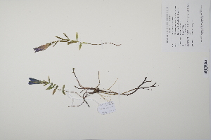  (Gentiana pneumonanthe - CP0011476)  @11 [ ] CreativeCommons  Attribution Non-Commercial No Derivatives (2022) Herbarium C Natural History Museum of Denmark