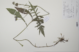  ( - CP0011477)  @11 [ ] CreativeCommons  Attribution Non-Commercial No Derivatives (2022) Herbarium C Natural History Museum of Denmark