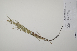  (Juncus maritimus - CP0011590)  @11 [ ] CreativeCommons  Attribution Non-Commercial No Derivatives (2022) Herbarium C Natural History Museum of Denmark