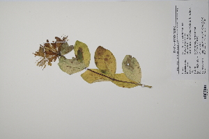  ( - CP0011602)  @11 [ ] CreativeCommons  Attribution Non-Commercial No Derivatives (2022) Herbarium C Natural History Museum of Denmark