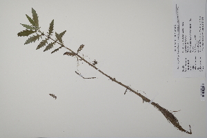 ( - CP0011603)  @11 [ ] CreativeCommons  Attribution Non-Commercial No Derivatives (2022) Herbarium C Natural History Museum of Denmark