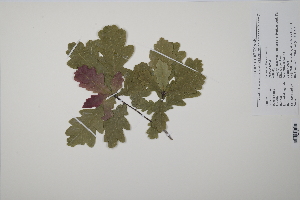  (Quercus robur - CP0011615)  @11 [ ] CreativeCommons  Attribution Non-Commercial No Derivatives (2022) Herbarium C Natural History Museum of Denmark