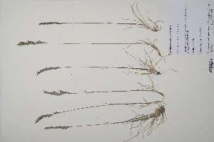  ( - CP0011756)  @11 [ ] CreativeCommons  Attribution Non-Commercial No Derivatives (2022) Herbarium C Natural History Museum of Denmark