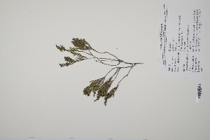  ( - CP0011768)  @11 [ ] CreativeCommons  Attribution Non-Commercial No Derivatives (2022) Herbarium C Natural History Museum of Denmark