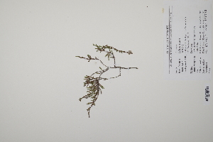  (Calluna - CP0011769)  @11 [ ] CreativeCommons  Attribution Non-Commercial No Derivatives (2022) Herbarium C Natural History Museum of Denmark