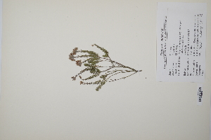  ( - CP0011785)  @11 [ ] CreativeCommons  Attribution Non-Commercial No Derivatives (2022) Herbarium C Natural History Museum of Denmark