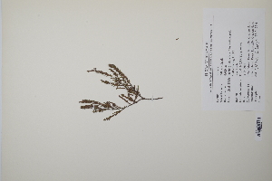  ( - CP0011791)  @11 [ ] CreativeCommons  Attribution Non-Commercial No Derivatives (2022) Herbarium C Natural History Museum of Denmark