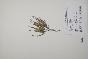  ( - CP0011792)  @11 [ ] CreativeCommons  Attribution Non-Commercial No Derivatives (2022) Herbarium C Natural History Museum of Denmark