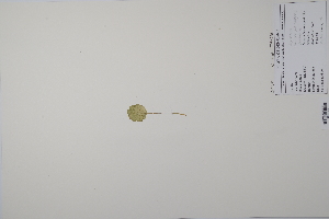  ( - CP0011805)  @11 [ ] CreativeCommons  Attribution Non-Commercial No Derivatives (2022) Herbarium C Natural History Museum of Denmark