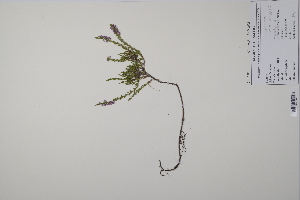  ( - CP0011851)  @11 [ ] CreativeCommons  Attribution Non-Commercial No Derivatives (2022) Herbarium C Natural History Museum of Denmark