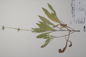  ( - CP0011863)  @11 [ ] CreativeCommons  Attribution Non-Commercial No Derivatives (2022) Herbarium C Natural History Museum of Denmark