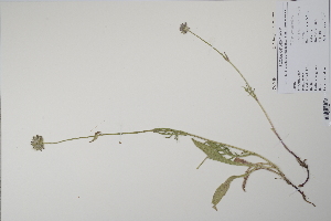  ( - CP0011877)  @11 [ ] CreativeCommons  Attribution Non-Commercial No Derivatives (2022) Herbarium C Natural History Museum of Denmark