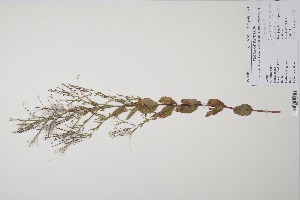  (Onagraceae - CP0011880)  @11 [ ] CreativeCommons  Attribution Non-Commercial No Derivatives (2022) Herbarium C Natural History Museum of Denmark
