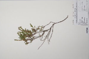  ( - CP0011895)  @11 [ ] CreativeCommons  Attribution Non-Commercial No Derivatives (2022) Herbarium C Natural History Museum of Denmark