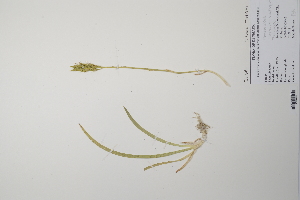  ( - CP0011906)  @11 [ ] CreativeCommons  Attribution Non-Commercial No Derivatives (2022) Herbarium C Natural History Museum of Denmark