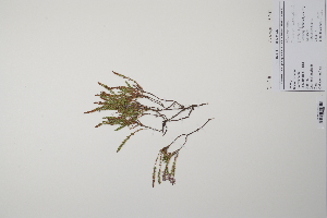  ( - CP0011920)  @11 [ ] CreativeCommons  Attribution Non-Commercial No Derivatives (2022) Herbarium C Natural History Museum of Denmark