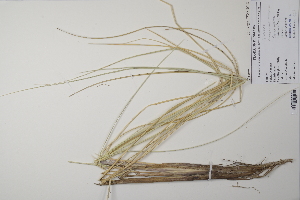  (Ammophila arenaria - CP0011933)  @11 [ ] CreativeCommons  Attribution Non-Commercial No Derivatives (2022) Herbarium C Natural History Museum of Denmark