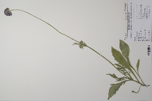  ( - CP0011938)  @11 [ ] CreativeCommons  Attribution Non-Commercial No Derivatives (2022) Herbarium C Natural History Museum of Denmark