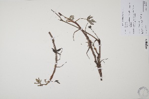  (Potentilla palustris - CP0011981)  @11 [ ] CreativeCommons  Attribution Non-Commercial No Derivatives (2022) Herbarium C Natural History Museum of Denmark