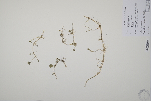  ( - CP0011984)  @11 [ ] CreativeCommons  Attribution Non-Commercial No Derivatives (2022) Herbarium C Natural History Museum of Denmark