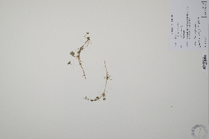  ( - CP0011987)  @11 [ ] CreativeCommons  Attribution Non-Commercial No Derivatives (2022) Herbarium C Natural History Museum of Denmark