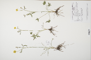  ( - CP0012003)  @11 [ ] CreativeCommons  Attribution Non-Commercial No Derivatives (2024) Herbarium C Natural History Museum of Denmark