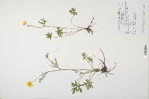  ( - CP0012004)  @11 [ ] CreativeCommons  Attribution Non-Commercial No Derivatives (2024) Herbarium C Natural History Museum of Denmark