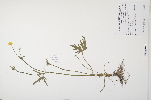  (Ranunculus acris - CP0012007)  @11 [ ] CreativeCommons  Attribution Non-Commercial No Derivatives (2024) Herbarium C Natural History Museum of Denmark