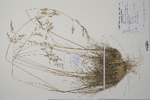  (Deschampsia flexuosa - CP0012254)  @11 [ ] CreativeCommons  Attribution Non-Commercial No Derivatives (2022) Herbarium C Natural History Museum of Denmark