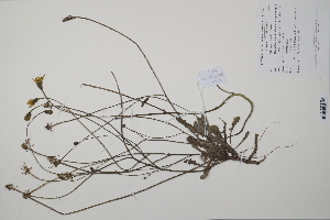  (Hypochoeris - CP0012260)  @11 [ ] CreativeCommons  Attribution Non-Commercial No Derivatives (2022) Herbarium C Natural History Museum of Denmark
