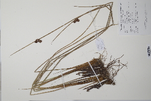  ( - CP0012267)  @11 [ ] CreativeCommons  Attribution Non-Commercial No Derivatives (2022) Herbarium C Natural History Museum of Denmark