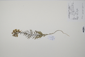  (Linaria vulgaris - CP0012270)  @11 [ ] CreativeCommons  Attribution Non-Commercial No Derivatives (2022) Herbarium C Natural History Museum of Denmark