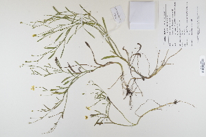  (Ranunculus flammula - CP0012280)  @11 [ ] CreativeCommons  Attribution Non-Commercial No Derivatives (2023) Herbarium C Natural History Museum of Denmark