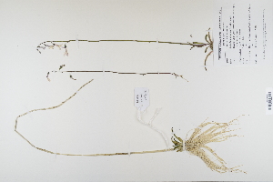  (Lobelia dortmanna - CP0012284)  @11 [ ] CreativeCommons  Attribution Non-Commercial No Derivatives (2023) Herbarium C Natural History Museum of Denmark