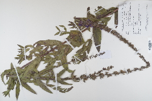  ( - CP0012326)  @11 [ ] CreativeCommons  Attribution Non-Commercial No Derivatives (2022) Herbarium C Natural History Museum of Denmark