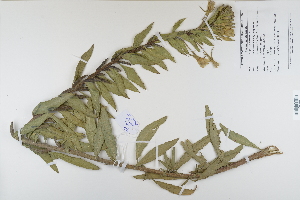  (Oenothera biennis - CP0012336)  @11 [ ] CreativeCommons  Attribution Non-Commercial No Derivatives (2022) Herbarium C Natural History Museum of Denmark