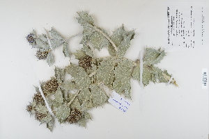  (Eryngium maritimum - CP0012340)  @11 [ ] CreativeCommons  Attribution Non-Commercial No Derivatives (2022) Herbarium C Natural History Museum of Denmark