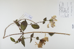  (Lonicera periclymenum - CP0012351)  @11 [ ] CreativeCommons  Attribution Non-Commercial No Derivatives (2022) Herbarium C Natural History Museum of Denmark