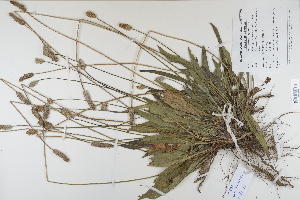  (Plantago lanceolata - CP0012352)  @11 [ ] CreativeCommons  Attribution Non-Commercial No Derivatives (2022) Herbarium C Natural History Museum of Denmark