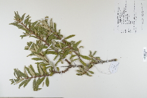  (Elaeagnaceae - CP0012354)  @11 [ ] CreativeCommons  Attribution Non-Commercial No Derivatives (2022) Herbarium C Natural History Museum of Denmark