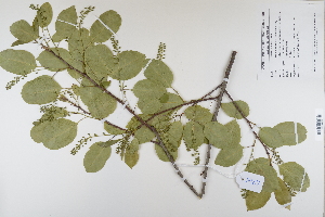 (Prunus serotina - CP0012364)  @11 [ ] CreativeCommons  Attribution Non-Commercial No Derivatives (2022) Herbarium C Natural History Museum of Denmark