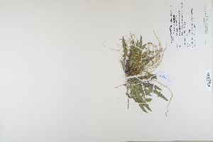  (Leontodon autumnalis - CP0012386)  @11 [ ] CreativeCommons  Attribution Non-Commercial No Derivatives (2023) Herbarium C Natural History Museum of Denmark
