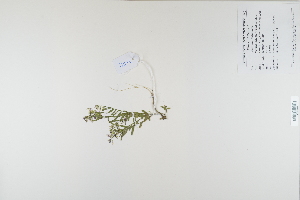  (Polygala vulgaris - CP0012398)  @11 [ ] CreativeCommons  Attribution Non-Commercial No Derivatives (2023) Herbarium C Natural History Museum of Denmark